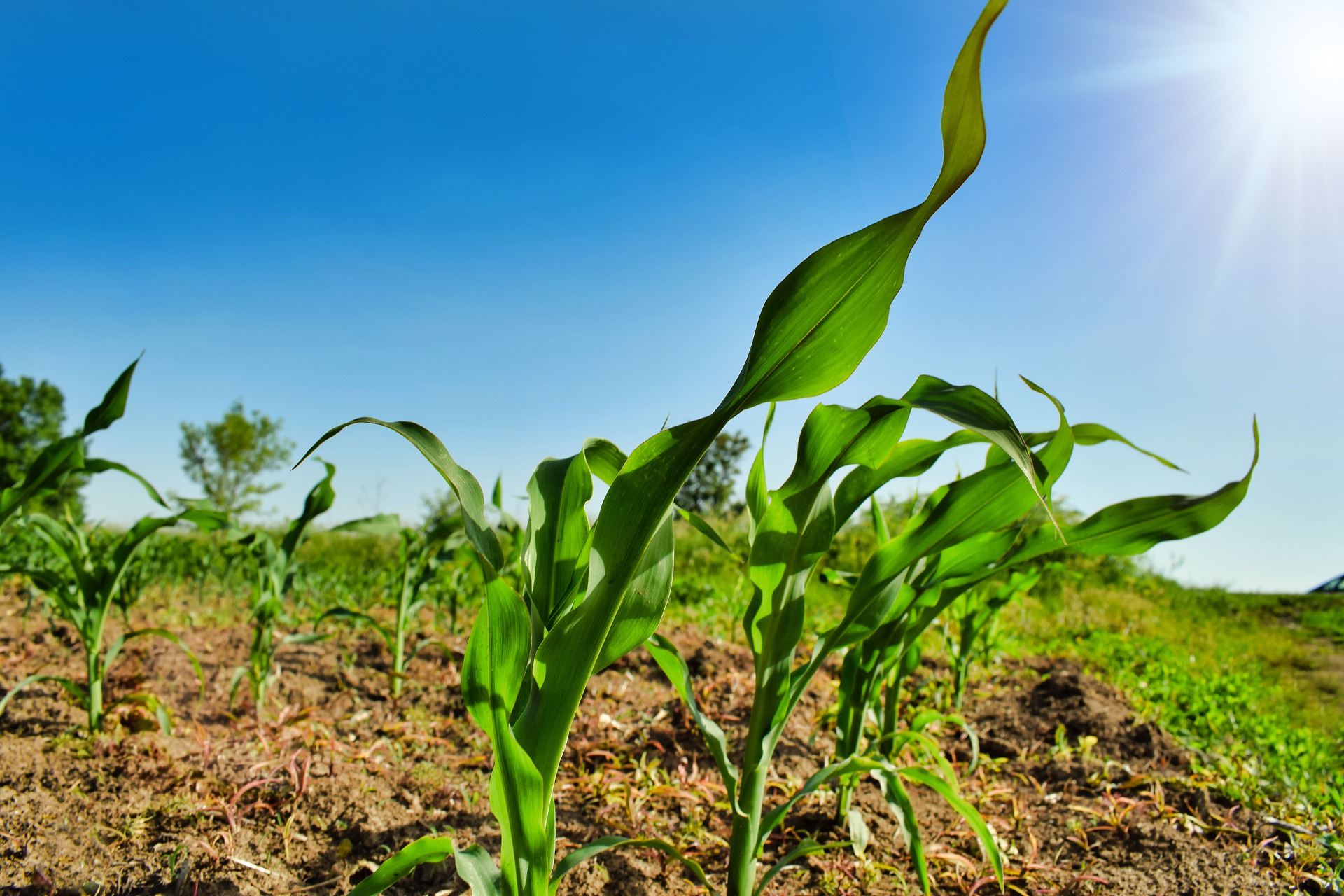 Recruter dans le secteur agricole