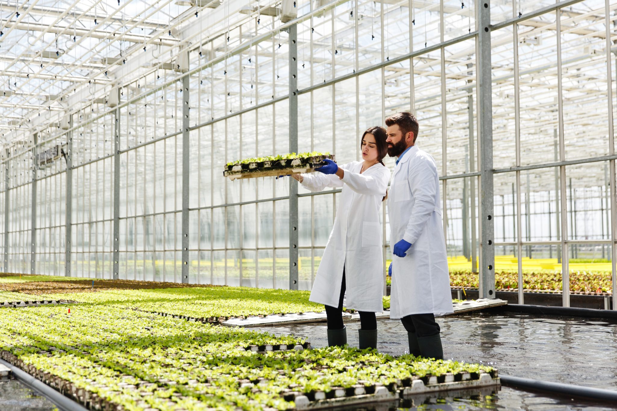 man and woman in laboratory robes work with green plants in a gr